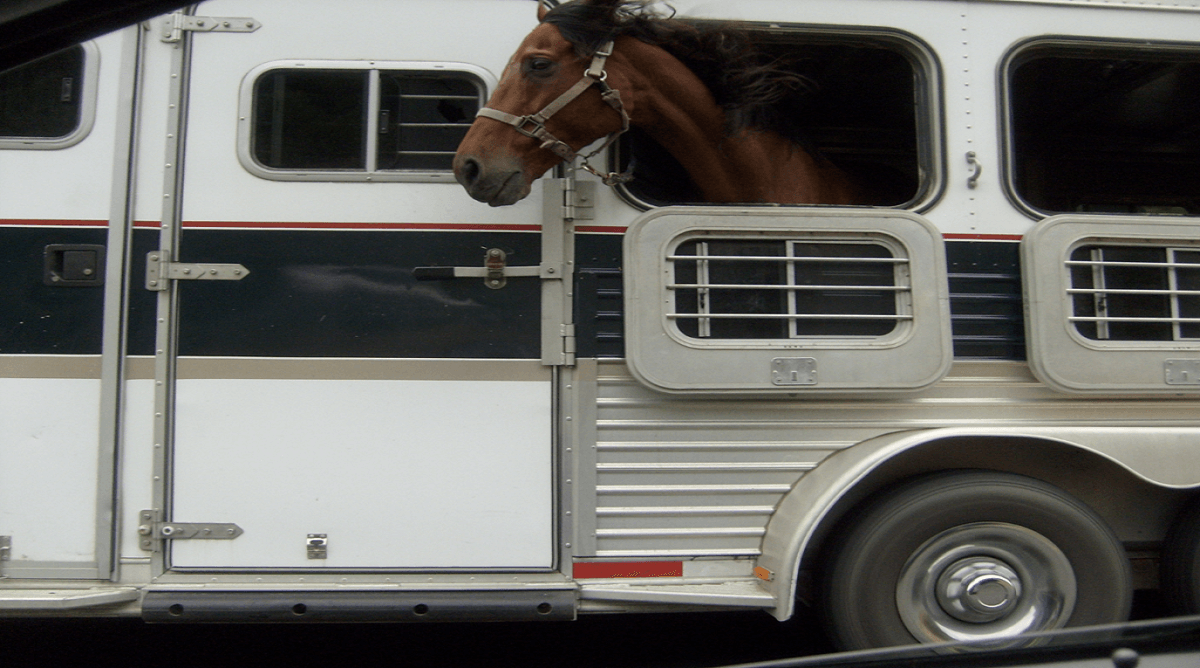 Horse Float: Ensuring Safe and Comfortable Transportation for Horses